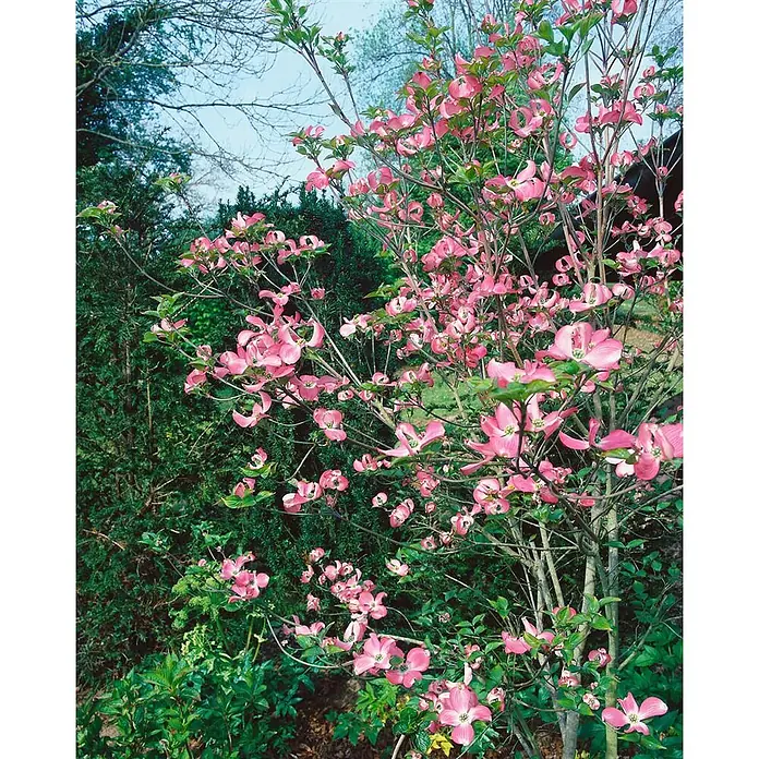 Pflanzen für dich Blumen-Hartriegel 40-60 cm - Cornus florida 'Rubra', Aktuelle Wuchshöhe: 40 cm - 60 cm, Rosa - Ein rosafarbener blühender Hartriegelbaum mit vielen Blüten und grünem Laub.