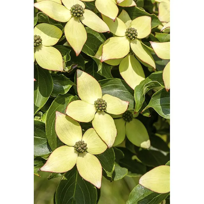 Pflanzen für dich Blumen-Hartriegel 60-80 cm - Cornus kousa 'Wieting's Select', Aktuelle Wuchshöhe: 60 cm - 80 cm, Weiß - Hellgelbgrüne Hartriegelblüten mit rötlichen Rändern und grünen Zentren.