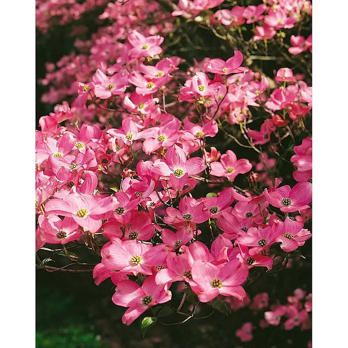 Pflanzen für dich Blumen-Hartriegel 40-60 cm - Cornus florida 'Rubra', Aktuelle Wuchshöhe: 40 cm - 60 cm, Rosa - Nahaufnahme von leuchtend rosa Hartriegelblüten mit gelben Zentren, die üppig an dunklen Ästen blühen.