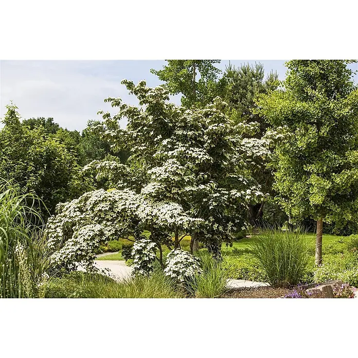 Pflanzen für dich Blumen-Hartriegel 60-80 cm - Cornus kousa 'Wieting's Select', Aktuelle Wuchshöhe: 60 cm - 80 cm, Weiß - Ein Hartriegelbaum mit reichlich weißen, sternförmigen Blüten in einer lebhaften Gartenlandschaft.