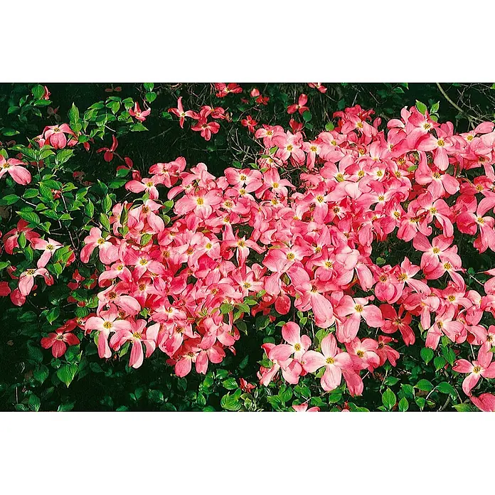 Pflanzen für dich Blumen-Hartriegel 40-60 cm - Cornus florida 'Rubra', Aktuelle Wuchshöhe: 40 cm - 60 cm, Rosa - Gruppe leuchtend pinker Hartriegelblüten mit gelben Zentren auf einer grünblättrigen Pflanze.