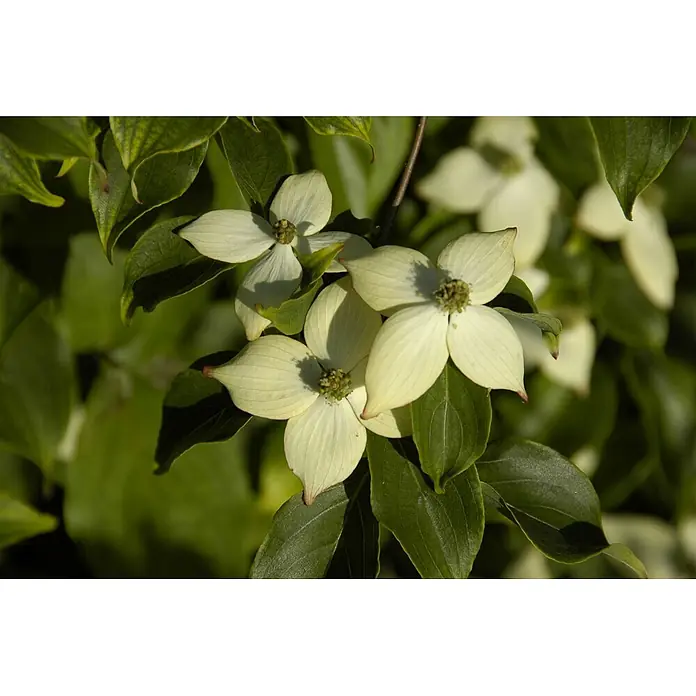 Pflanzen für dich Blumen-Hartriegel 60-80 cm - Cornus kousa 'Wieting's Select', Aktuelle Wuchshöhe: 60 cm - 80 cm, Weiß - Weiße Hartriegelblüten mit grünen Zentren und üppigen grünen Blättern.