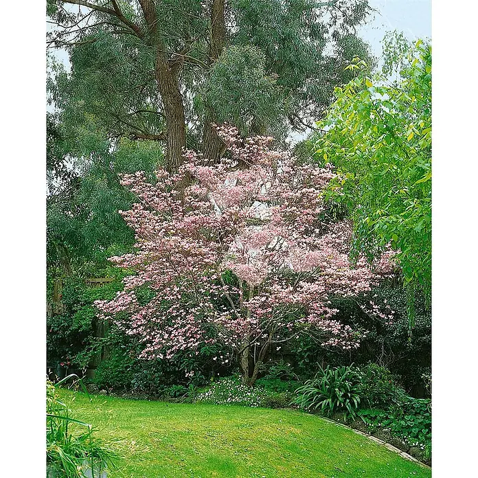 Pflanzen für dich Blumen-Hartriegel 40-60 cm - Cornus florida 'Rubra', Aktuelle Wuchshöhe: 40 cm - 60 cm, Rosa - Rosa blühender Baum in einem lebendigen Garten. Seine Blüten heben sich vom grünen Laub ab.