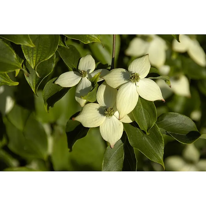 Pflanzen für dich Blumen-Hartriegel 60-80 cm - Cornus kousa 'Wieting's Select', Aktuelle Wuchshöhe: 60 cm - 80 cm, Weiß - Weiße, vierblättrige Blüten mit grünen Zentren, umgeben von leuchtend grünen Blättern an einem Zweig.
