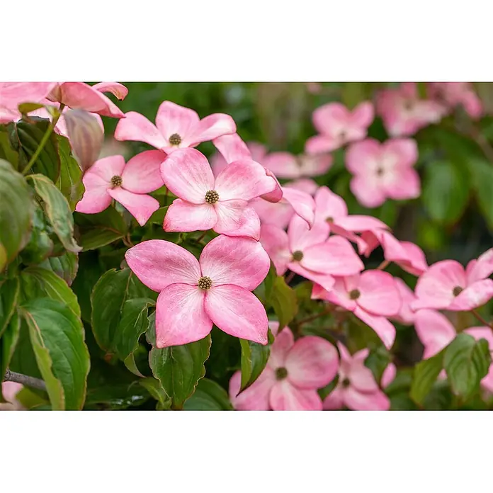 Pflanzen für dich Blumen-Hartriegel 40-60 cm - Cornus florida 'Rubra', Aktuelle Wuchshöhe: 40 cm - 60 cm, Rosa - Nahaufnahme eines blühenden Hartriegelzweigs mit leuchtend rosa Blüten und grünen Blättern.