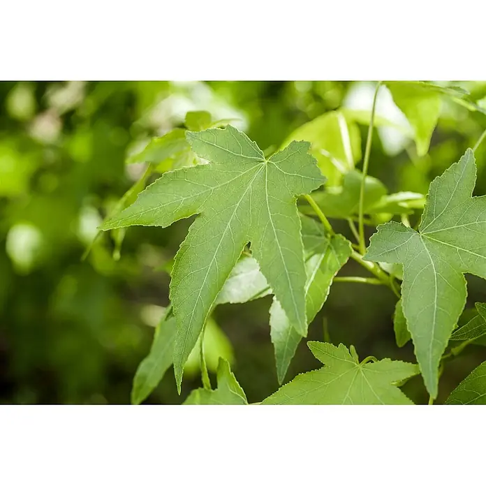 Pflanzen für dich Amberbaum 60-80 cm - Liquidambar styraciflua, Aktuelle Wuchshöhe: 60 cm - 80 cm - Kräftig grüne Blätter mit ausgeprägten, sternförmigen Lappen und sichtbaren Adern.