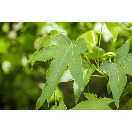 Pflanzen für dich  Amberbaum Amberbaum