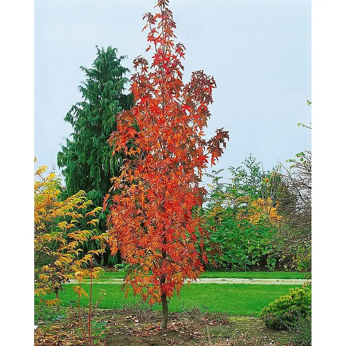 Pflanzen für dich Amberbaum 100-125 cm - Liquidambar styraciflua 'Slender Silhouette', Aktuelle Wuchshöhe: 100 cm - 125 cm - Hoher Baum mit leuchtend orangeroten Herbstblättern, in einem Park mit anderen Bäumen und Rasen.