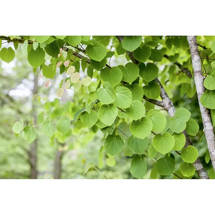 Pflanzen für dich Amberbaum 150-175 cm - Cercidiphyllum japonicum, Aktuelle Wuchshöhe: 150 cm - 175 cm - Saftig grüne, herzförmige Blätter an Ästen; einige neue rötlich-rosa Blätter.