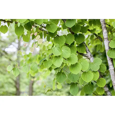 Pflanzen für dich  Amberbaum 150-175 cm