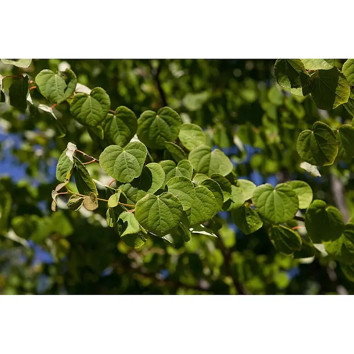 Pflanzen für dich Amberbaum 150-175 cm - Cercidiphyllum japonicum, Aktuelle Wuchshöhe: 150 cm - 175 cm - Nahaufnahme eines Astes mit zahlreichen leuchtend grünen, herzförmigen Blättern.