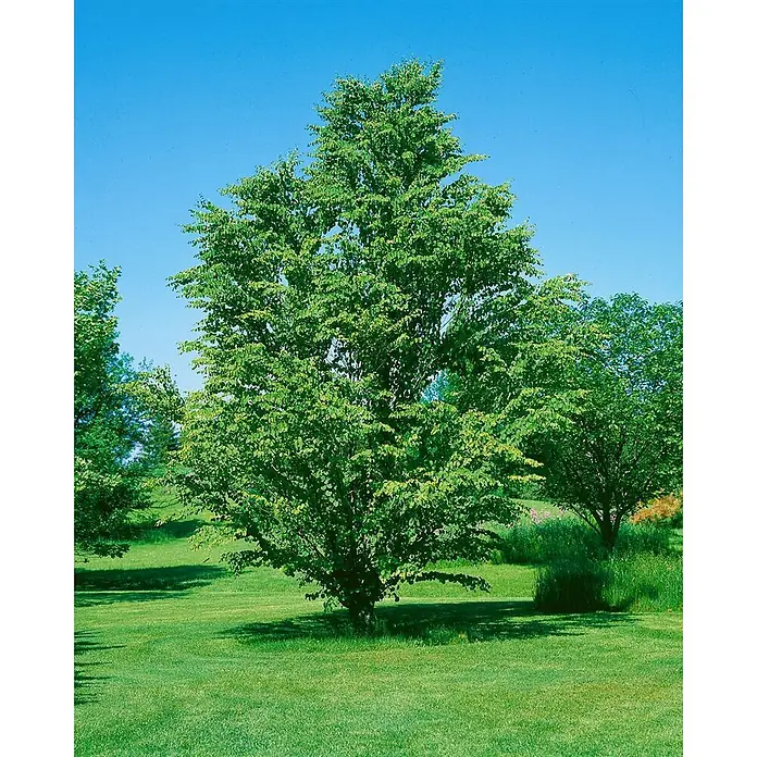 Pflanzen für dich Amberbaum 150-175 cm - Cercidiphyllum japonicum, Aktuelle Wuchshöhe: 150 cm - 175 cm - Ein hoher, belaubter grüner Baum steht auf einer gemähten Wiese unter blauem Himmel, mit anderem Grün im Hintergrund.