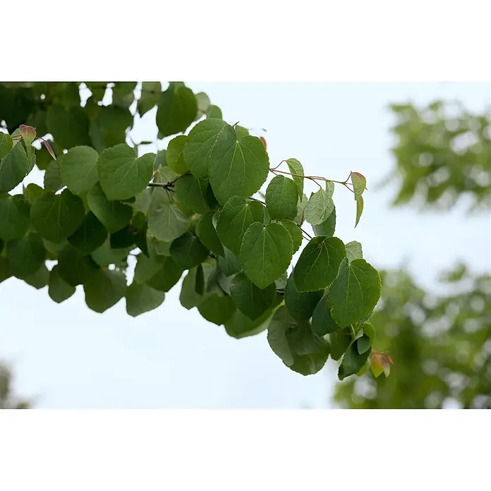 Pflanzen für dich Amberbaum 150-175 cm - Cercidiphyllum japonicum, Aktuelle Wuchshöhe: 150 cm - 175 cm - Saftig grüne, herzförmige Blätter an einem Ast, teilweise mit rötlichen Spitzen.