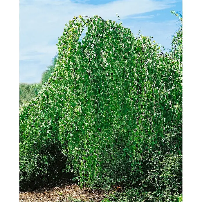 Pflanzen für dich Amberbaum 150-175 cm - Cercidiphyllum japonicum, Aktuelle Wuchshöhe: 150 cm - 175 cm - Üppige grüne Hängepflanze mit runden Blättern, im Freien unter blauem Himmel wachsend.