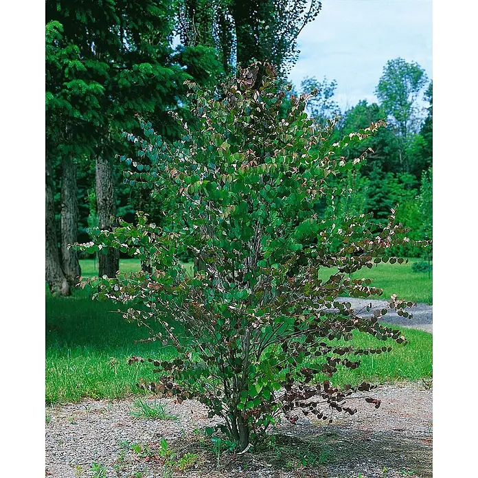 Pflanzen für dich Amberbaum 150-175 cm - Cercidiphyllum japonicum, Aktuelle Wuchshöhe: 150 cm - 175 cm - Ein mittelgroßer laubabwerfender Strauch mit grünen Blättern, die rötliche Herbstfärbung zeigen.