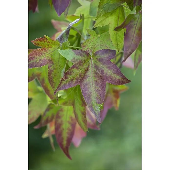 Pflanzen für dich Amberbaum 60-80 cm - Liquidambar styraciflua, Aktuelle Wuchshöhe: 60 cm - 80 cm - Nahaufnahme von lebendigen grün-violett gesprenkelten, sternförmigen Blättern.