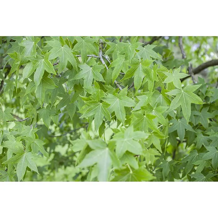 Pflanzen für dich Amberbaum 60-80 cm - Liquidambar styraciflua, Aktuelle Wuchshöhe: 60 cm - 80 cm - Lebendige grüne sternförmige Blätter eines Baumes, die frisches Laub an Ästen zeigen.