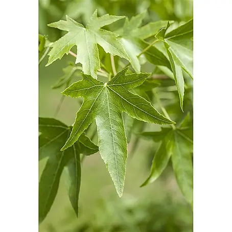 Pflanzen für dich  Amberbaum 150-175 cm