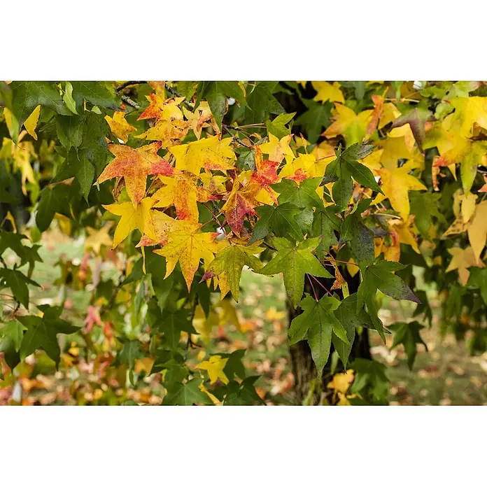 Pflanzen für dich Amberbaum 60-80 cm - Liquidambar styraciflua, Aktuelle Wuchshöhe: 60 cm - 80 cm - Nahaufnahme von Baumzweigen mit Blättern im Herbstfarbwechsel, von Grün zu leuchtendem Gelb und Rot.