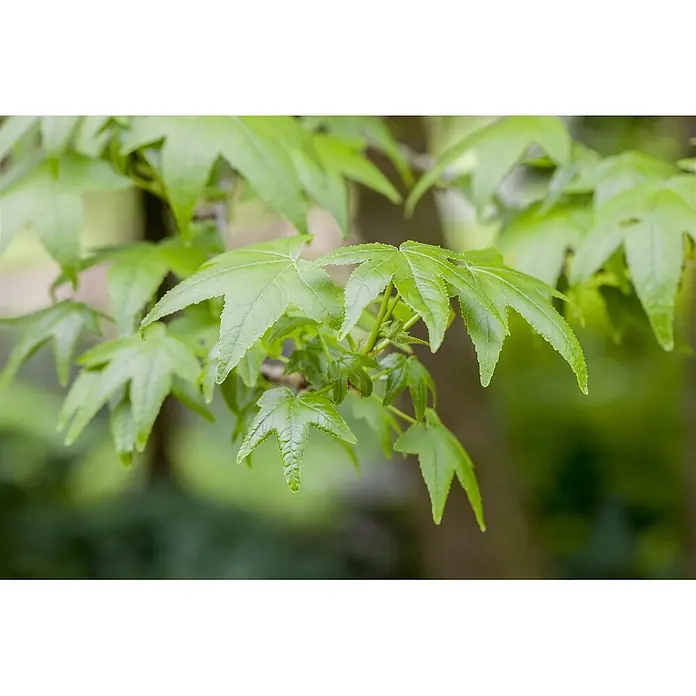 Pflanzen für dich Amberbaum 60-80 cm - Liquidambar styraciflua, Aktuelle Wuchshöhe: 60 cm - 80 cm - Üppige, hellgrüne, sternförmige Blätter an einem Ast.
