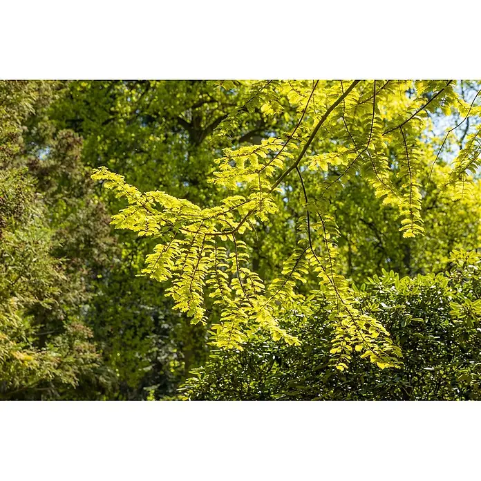 Pflanzen für dich Amberbaum 40-60 cm - Metasequoia glyptostroboides 'Gold Rush', Aktuelle Wuchshöhe: 40 cm - 60 cm - Helle, frische grüne Blätter an schlanken Ästen, von hinten beleuchtet.
