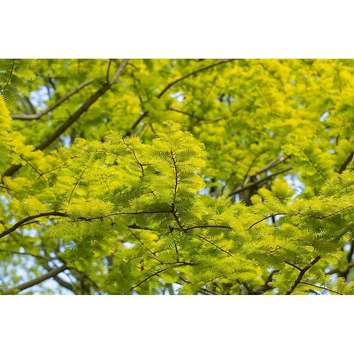 Pflanzen für dich Amberbaum 40-60 cm - Metasequoia glyptostroboides 'Gold Rush', Aktuelle Wuchshöhe: 40 cm - 60 cm - Nahaufnahme von leuchtend hellgrünen, gefiederten Blättern an Ästen, vom Sonnenlicht beleuchtet.