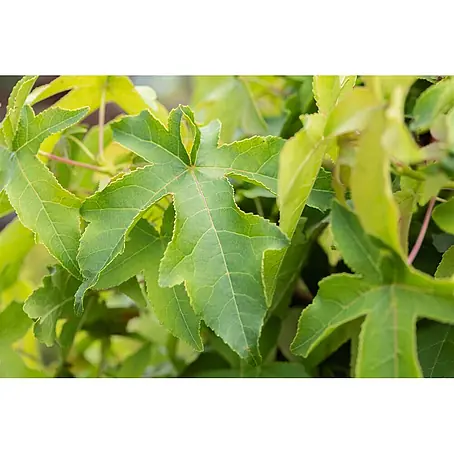 Pflanzen für dich  Amberbaum 40-60 cm