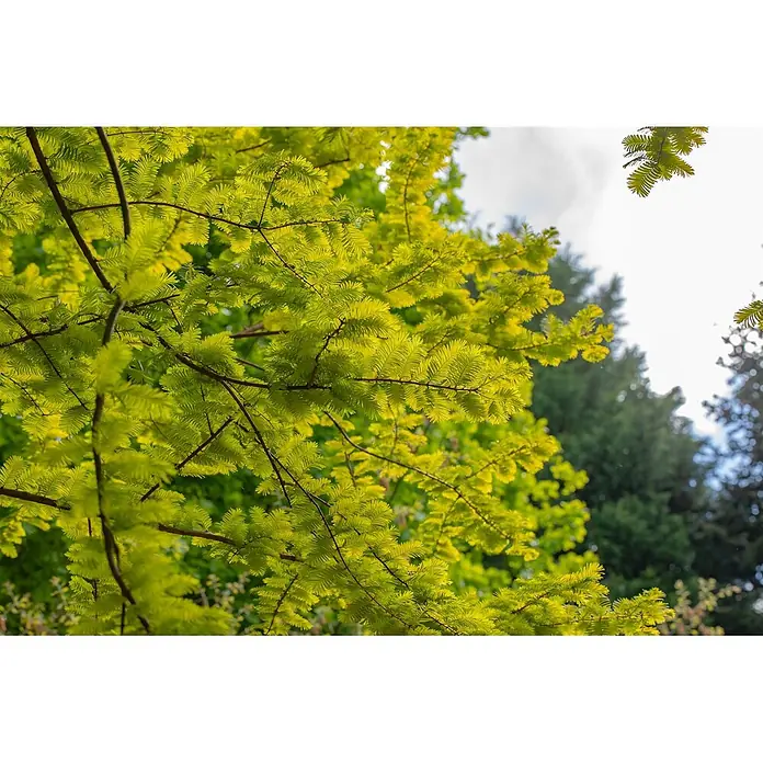 Pflanzen für dich Amberbaum 40-60 cm - Metasequoia glyptostroboides 'Gold Rush', Aktuelle Wuchshöhe: 40 cm - 60 cm - Leuchtend hellgrüne, federartige Blätter an Ästen, mit dunkleren Bäumen und hellem Himmel im Hintergrund.