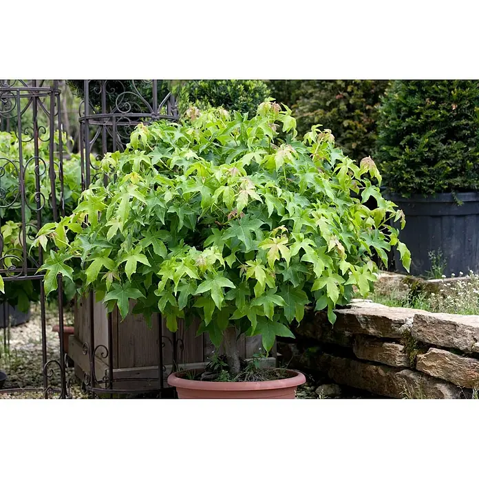 Pflanzen für dich Amberbaum 40-60 cm - Liquidambar styraciflua 'Autumn Color Globe', Aktuelle Wuchshöhe: 40 cm - 60 cm - Kleiner Baum mit grünen, gelappten Blättern in einem Terrakottatopf zur Gartendekoration.