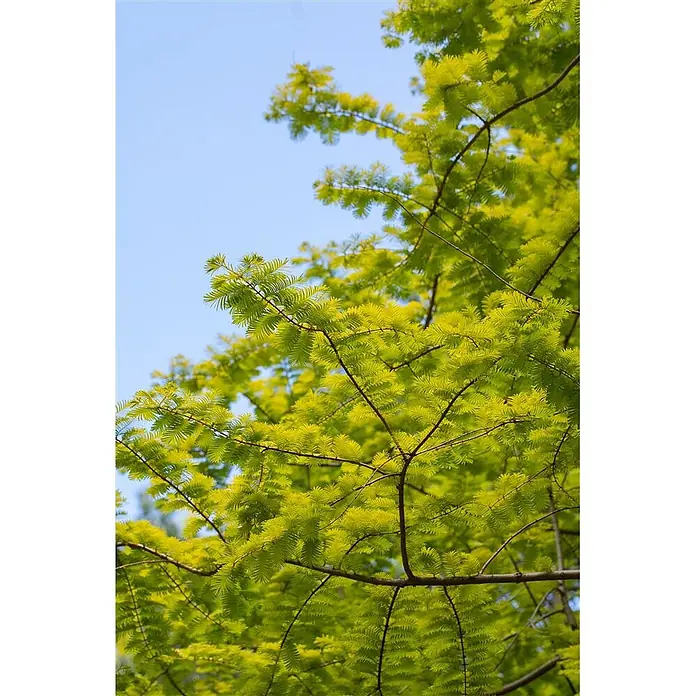 Pflanzen für dich Amberbaum 40-60 cm - Metasequoia glyptostroboides 'Gold Rush', Aktuelle Wuchshöhe: 40 cm - 60 cm - Helle grüne Blätter und braune Äste eines Baumes vor klarem blauem Himmel.