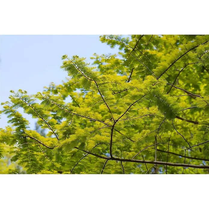 Pflanzen für dich Amberbaum 40-60 cm - Metasequoia glyptostroboides 'Gold Rush', Aktuelle Wuchshöhe: 40 cm - 60 cm - Leuchtend grüne Blätter an Ästen vor klarem blauem Himmel.
