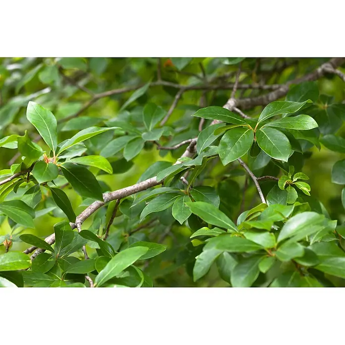 Pflanzen für dich Amberbaum 40-60 cm - Nyssa sylvatica, Aktuelle Wuchshöhe: 40 cm - 60 cm - Nahaufnahme von leuchtend grünen Blättern und stabilen braunen Ästen.
