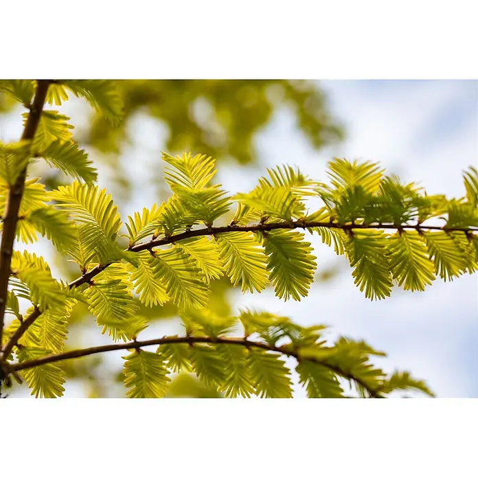 Pflanzen für dich Amberbaum 40-60 cm - Metasequoia glyptostroboides 'Gold Rush', Aktuelle Wuchshöhe: 40 cm - 60 cm - Nahaufnahme von frischen, leuchtend grünen Blättern an Baumzweigen.