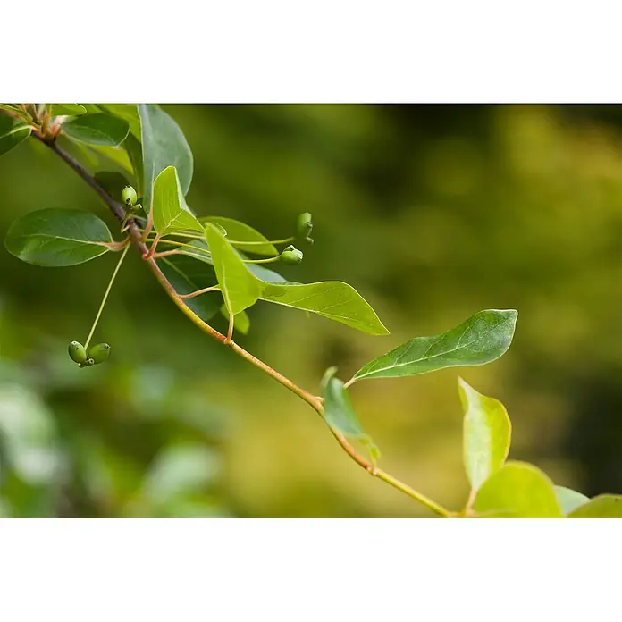 Pflanzen für dich Amberbaum 40-60 cm - Nyssa sylvatica, Aktuelle Wuchshöhe: 40 cm - 60 cm - Grüner Pflanzenzweig mit frischen Blättern und kleinen, sich entwickelnden grünen Beeren.