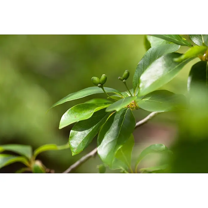 Pflanzen für dich Amberbaum 40-60 cm - Nyssa sylvatica, Aktuelle Wuchshöhe: 40 cm - 60 cm - Nahaufnahme eines Astes mit leuchtend grünen Blättern und kleinen, unreifen grünen Beeren.