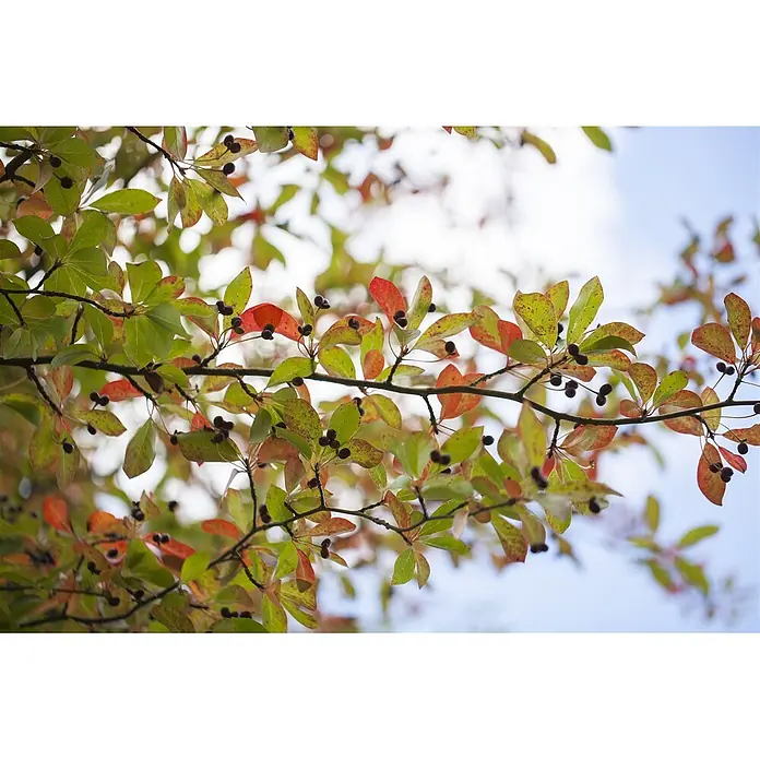 Pflanzen für dich Amberbaum 40-60 cm - Nyssa sylvatica, Aktuelle Wuchshöhe: 40 cm - 60 cm - Äste mit grünen und rötlichen Blättern und dunklen Beeren vor hellem, verschwommenem Himmel.