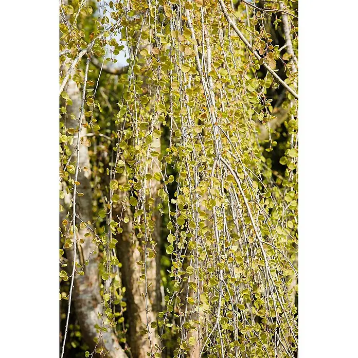 Pflanzen für dich Amberbaum 125-150 cm - Cercidiphyllum japonicum 'Pendulum', Aktuelle Wuchshöhe: 125 cm - 150 cm - Nahaufnahme von hängenden Zweigen mit zahlreichen kleinen, hellgrünen, runden Blättern in natürlicher Umgebung.