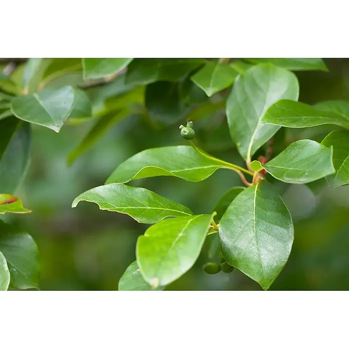 Pflanzen für dich Amberbaum 40-60 cm - Nyssa sylvatica, Aktuelle Wuchshöhe: 40 cm - 60 cm - Grüner Pflanzenzweig mit saftigen Blättern und kleinen, sich entwickelnden grünen Beeren.
