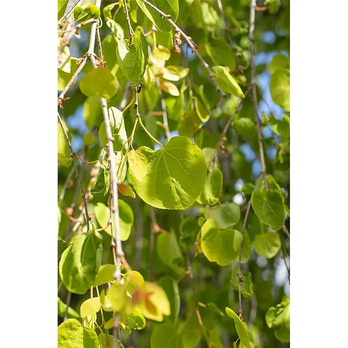Pflanzen für dich Amberbaum 125-150 cm - Cercidiphyllum japonicum 'Pendulum', Aktuelle Wuchshöhe: 125 cm - 150 cm - Nahaufnahme leuchtend grüner, herzförmiger Blätter an dünnen Zweigen, sonnenbeschienen.