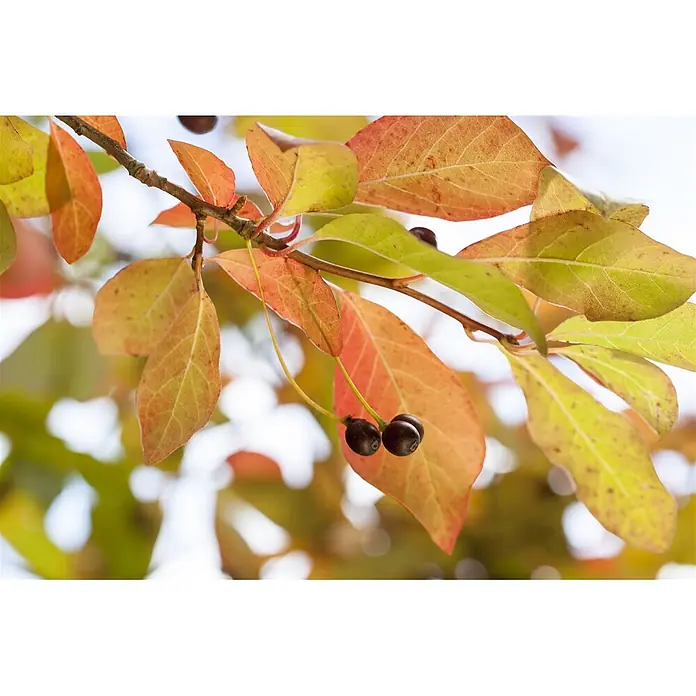 Pflanzen für dich Amberbaum 40-60 cm - Nyssa sylvatica, Aktuelle Wuchshöhe: 40 cm - 60 cm - Ast mit Herbstblättern in Orange, Gelb und Grün, und zwei dunklen Beeren darunter.