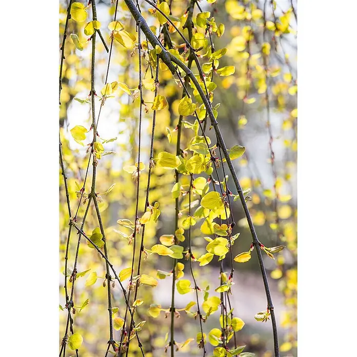 Pflanzen für dich Amberbaum 125-150 cm - Cercidiphyllum japonicum 'Pendulum', Aktuelle Wuchshöhe: 125 cm - 150 cm - Leuchtend gelbe junge Blätter an schlanken dunklen Ästen, im weichen Frühlingslicht glänzend.