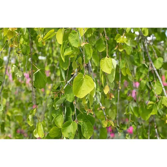 Pflanzen für dich Amberbaum 125-150 cm - Cercidiphyllum japonicum 'Pendulum', Aktuelle Wuchshöhe: 125 cm - 150 cm - Leuchtend grüne, herzförmige Blätter hängen an Ästen und bilden ein üppiges Blätterdach.