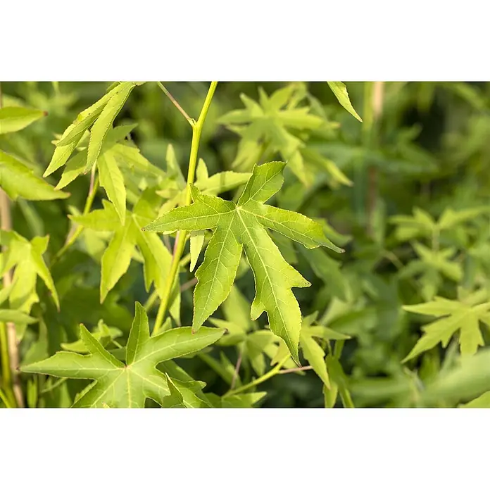 Pflanzen für dich Amberbaum 125-150 cm - Liquidambar styraciflua 'Worplesdon', Aktuelle Wuchshöhe: 125 cm - 150 cm - Lebhaft grüne, sternförmige Blätter einer Pflanze.