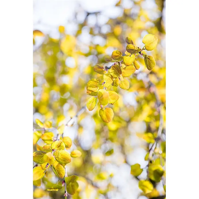 Pflanzen für dich Amberbaum 125-150 cm - Cercidiphyllum japonicum 'Pendulum', Aktuelle Wuchshöhe: 125 cm - 150 cm - Leuchtende gelb-orange Blätter an einem Baumzweig, von Sonnenlicht durchflutet.