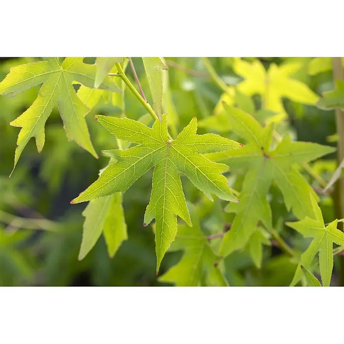 Pflanzen für dich Amberbaum 125-150 cm - Liquidambar styraciflua 'Worplesdon', Aktuelle Wuchshöhe: 125 cm - 150 cm - Hellgrüne, sternförmige Ahornblätter mit rötlichen Spitzen an einem Ast.