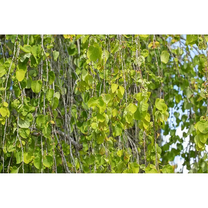 Pflanzen für dich Amberbaum 125-150 cm - Cercidiphyllum japonicum 'Pendulum', Aktuelle Wuchshöhe: 125 cm - 150 cm - Üppige grüne, herzförmige Blätter an hängenden Zweigen.
