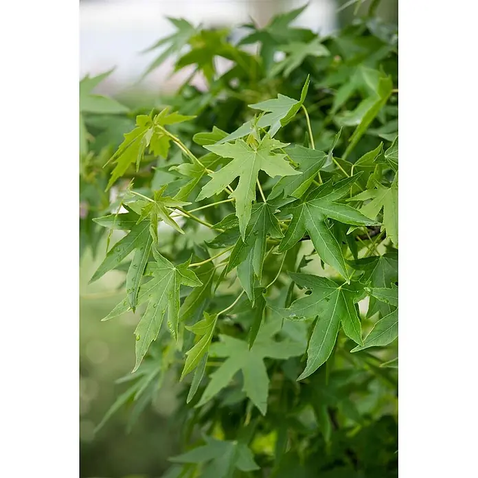 Pflanzen für dich Amberbaum 125-150 cm - Liquidambar styraciflua 'Worplesdon', Aktuelle Wuchshöhe: 125 cm - 150 cm - Leuchtend grüne, sternförmige Blätter mit Wassertropfen.