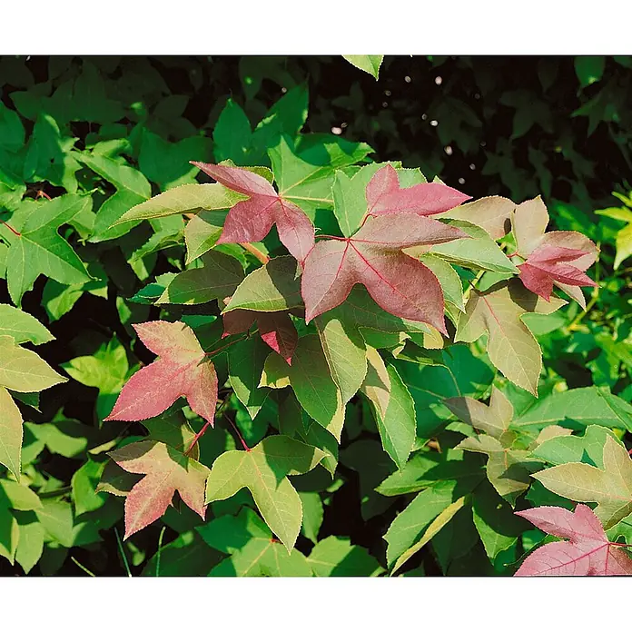 Pflanzen für dich Amberbaum 100-125 cm - Liquidambar formosana 'Ellen', Aktuelle Wuchshöhe: 100 cm - 125 cm - Blätter des Amberbaums, einige grün, andere leuchtend rot gefärbt.