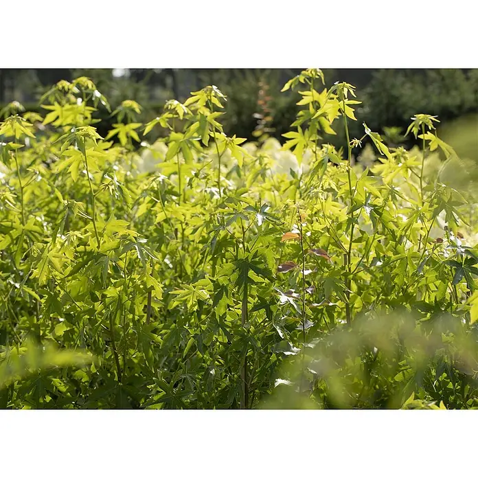 Pflanzen für dich Amberbaum 125-150 cm - Liquidambar styraciflua 'Worplesdon', Aktuelle Wuchshöhe: 125 cm - 150 cm - Lebendige grüne Pflanzen mit auffälligen sternförmigen Blättern, die in einem sonnigen Garten gedeihen.