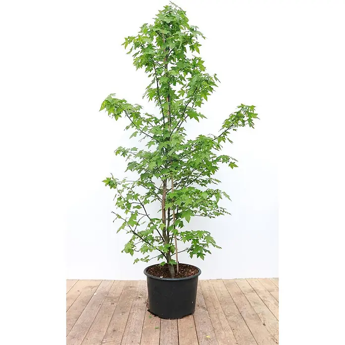 Pflanzen für dich Amberbaum 175-200 cm - Liquidambar styraciflua, Aktuelle Wuchshöhe: 175 cm - 200 cm - Junger Baum mit grünen gelappten Blättern, gepflanzt in einem schwarzen Topf.